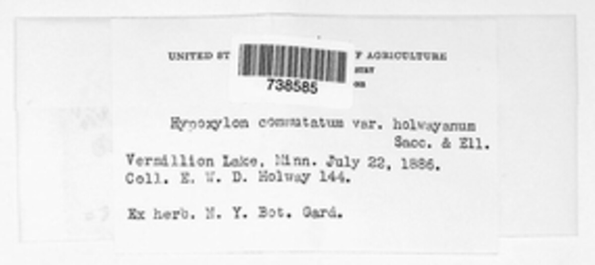 Hypoxylon commutatum image